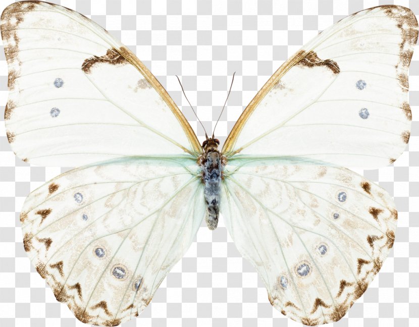 Butterfly Sorority Of Hope: Women United By Possibility Insect Moth Light - Pollinator Transparent PNG