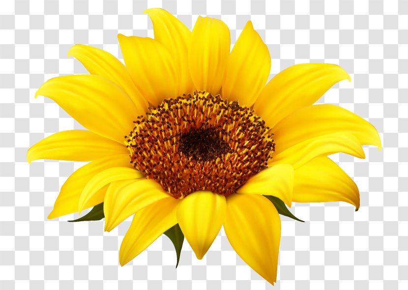 Common Sunflower Download Clip Art - Flowering Plant - Seed Transparent PNG