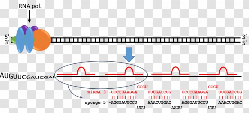 MicroRNA Nucleotide Sponge Human Genome - Publication - Microrna Transparent PNG