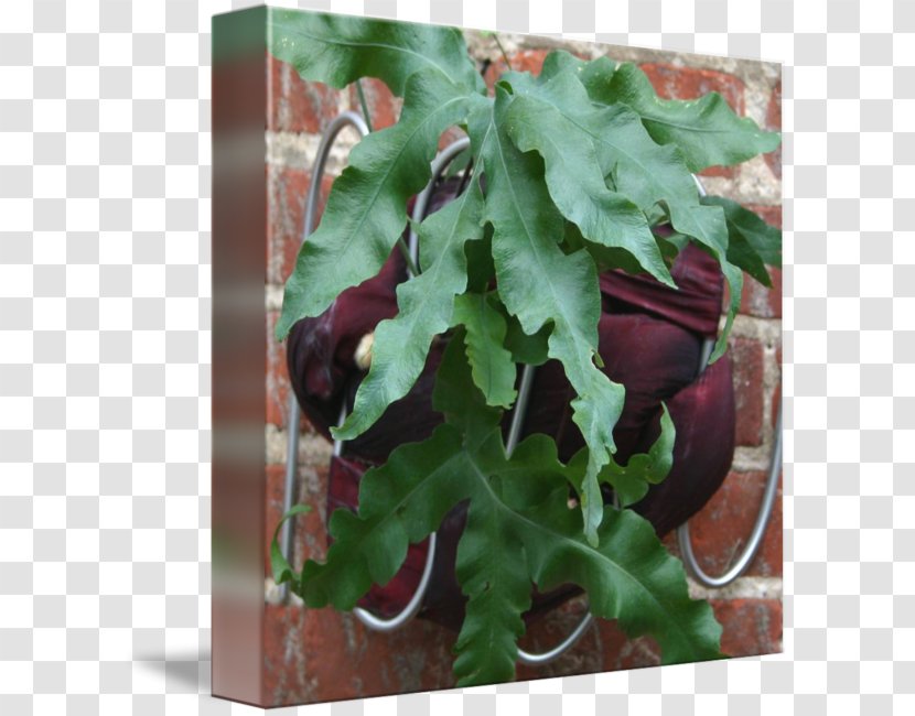 Leaf Vegetable Herb Transparent PNG