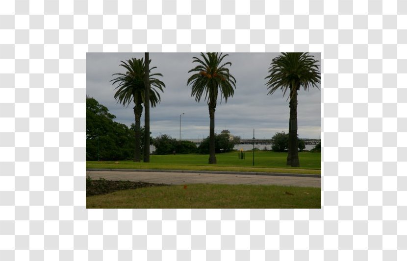 Real Property Land Lot Date Palm Ecosystem - Arecales Transparent PNG