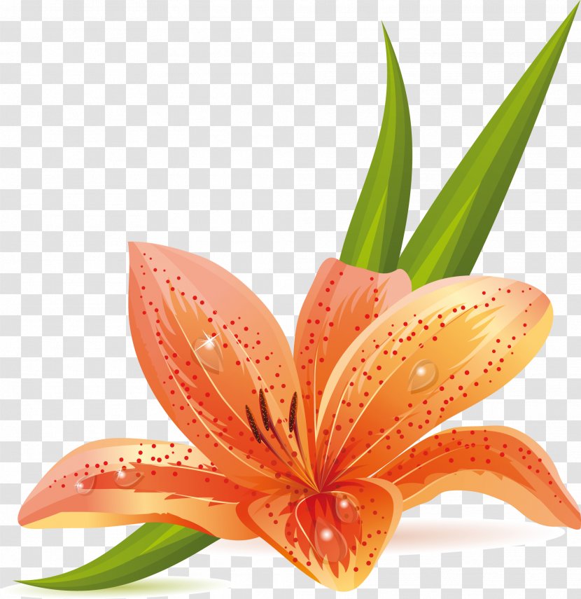 Clip Art Flower Design Orange Lily Transparent PNG