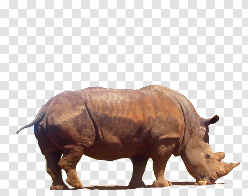 Rhinoceros 3D Clip Art - Coreldraw - Clipart Transparent PNG
