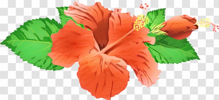 Watercolor Flower Background - Orange - Artificial Mallow Family Transparent PNG