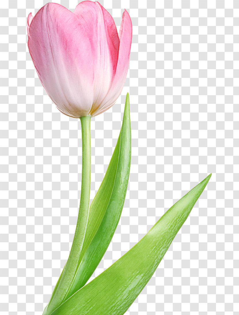 Flower Petal Tulip Plant Tulipa Humilis Transparent PNG
