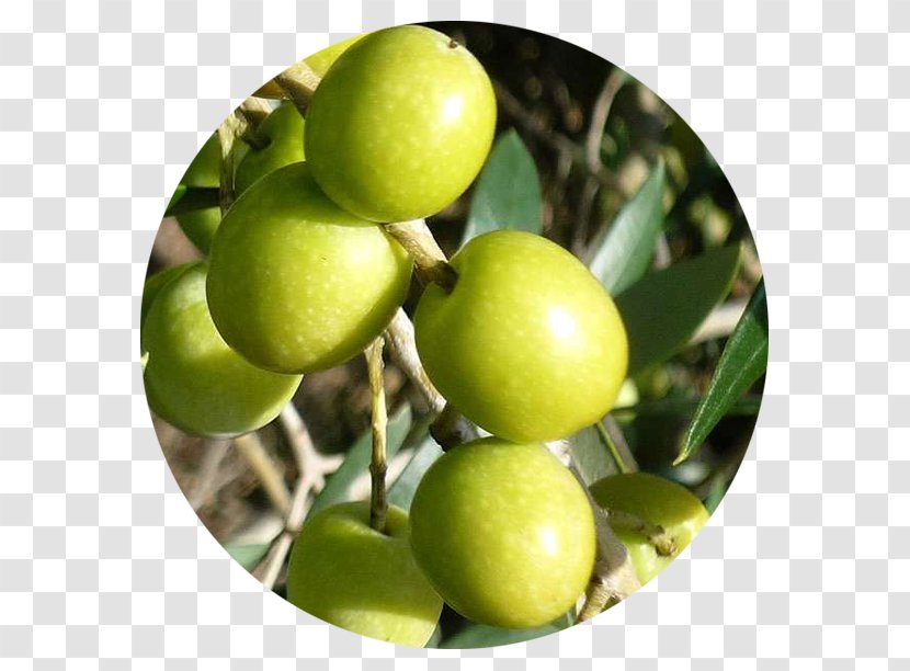 Majorca Lime Olive Oil Carrier Transparent PNG