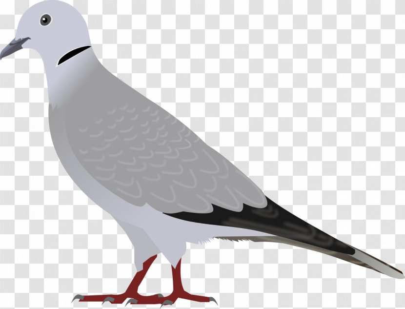 Eurasian Collared Dove European Herring Gull Bird Domestic Pigeon Laughing - Streptopelia Transparent PNG