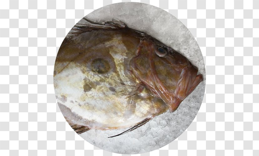 Fauna Tableware Fish - Animal Source Foods - Caldeirada De Peixe Transparent PNG