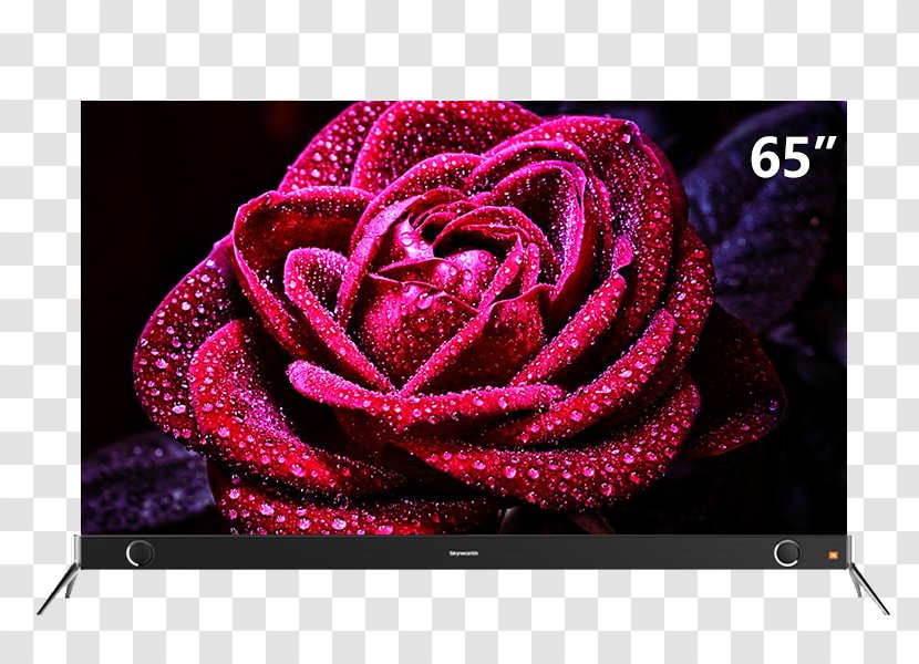 Flower Desktop Wallpaper Stock.xchng Stock Photography - Garden Roses - Skyworth 65-inch LCD TV Transparent PNG