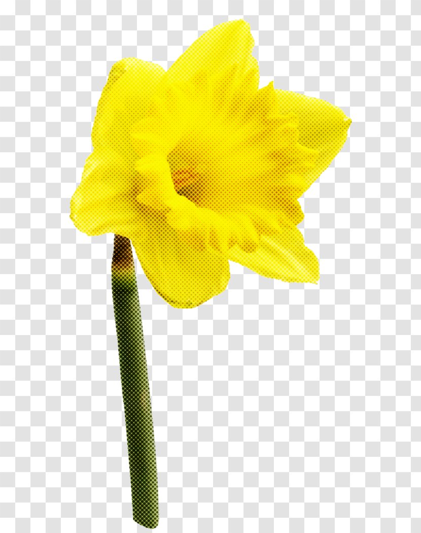 Yellow Flower Plant Petal Narcissus - Amaryllis Family - Hippeastrum Cut Flowers Transparent PNG