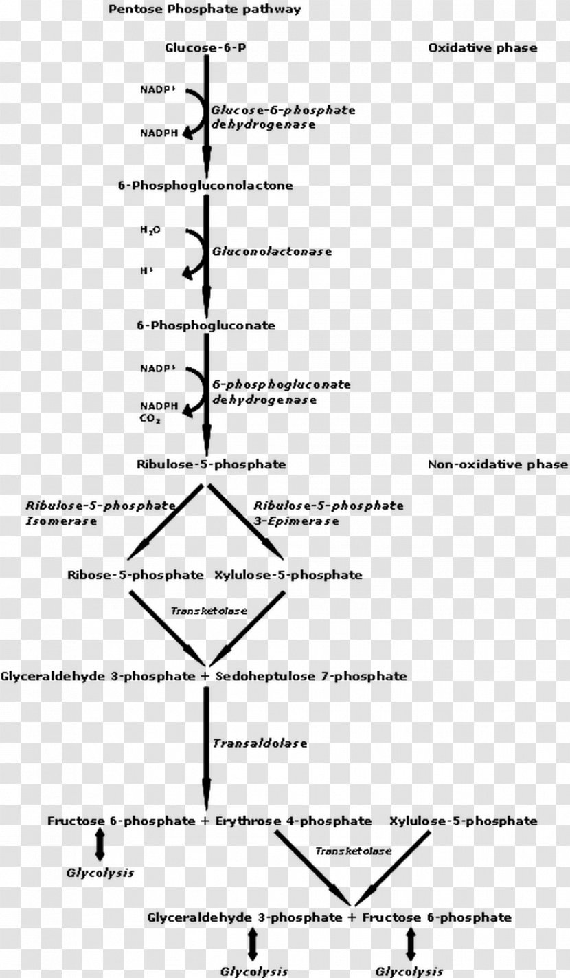 Pentose Phosphate Pathway Metabolic Nicotinamide Adenine Dinucleotide Glycolysis - Glucose6phosphate Dehydrogenase Transparent PNG