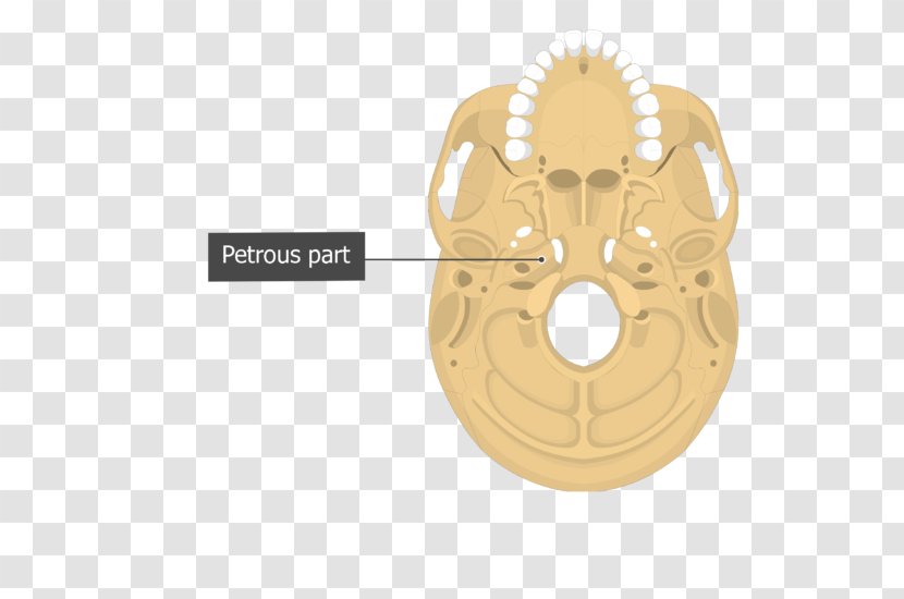 Vomer Lacrimal Bone Occipital Palatine Temporal - Facial Skeleton - Skull Transparent PNG