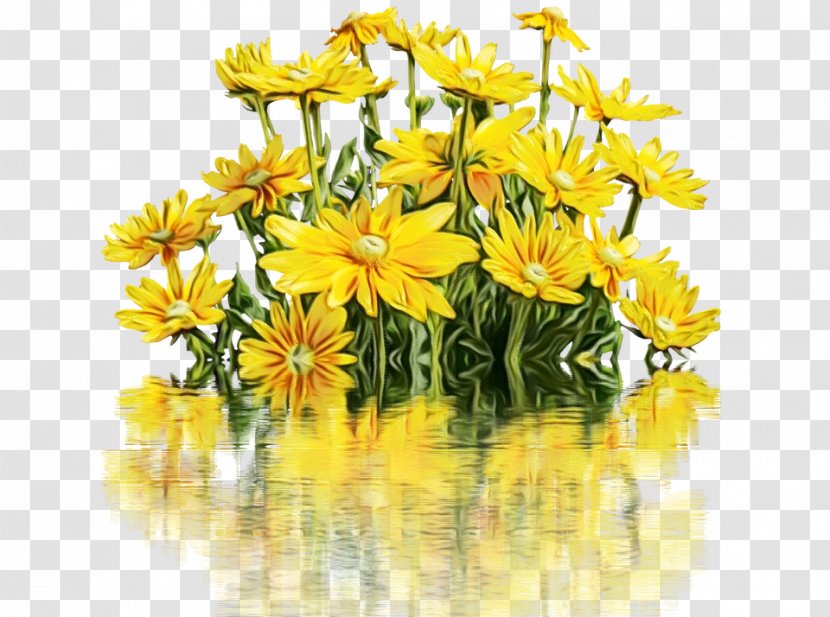 Flower Flowering Plant Yellow Reflection - Petal - Daisy Family Euryops Pectinatus Transparent PNG