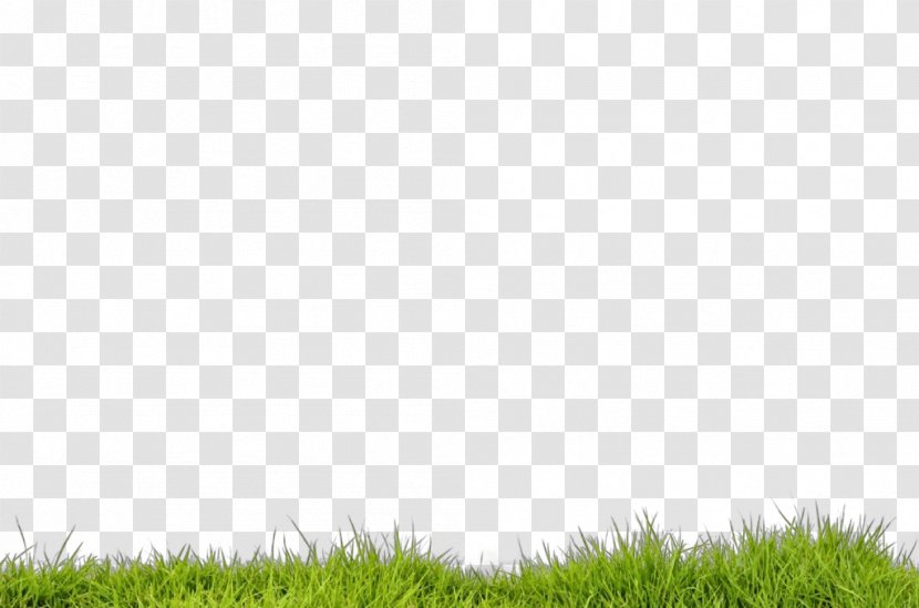 Grass Green Lawn Grassland Vegetation - Plant - Sky Transparent PNG