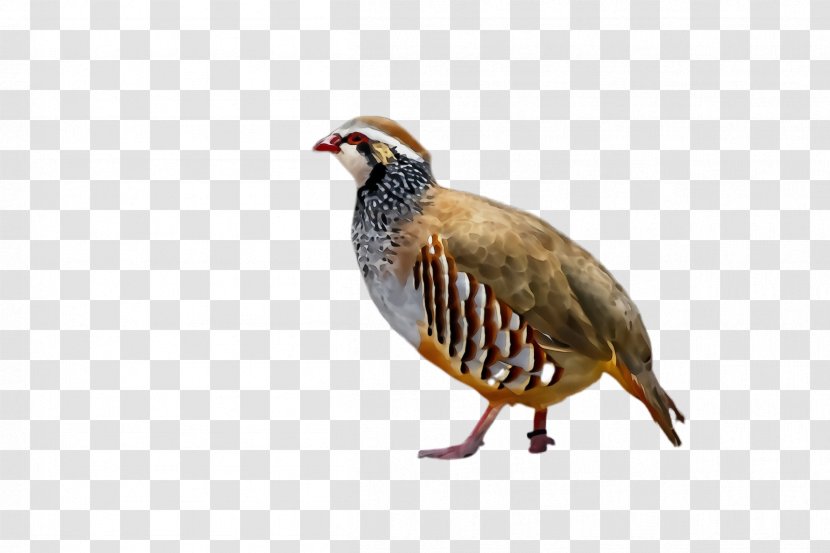 Bird Partridge Beak Pheasant Rallidae - Grouse Transparent PNG
