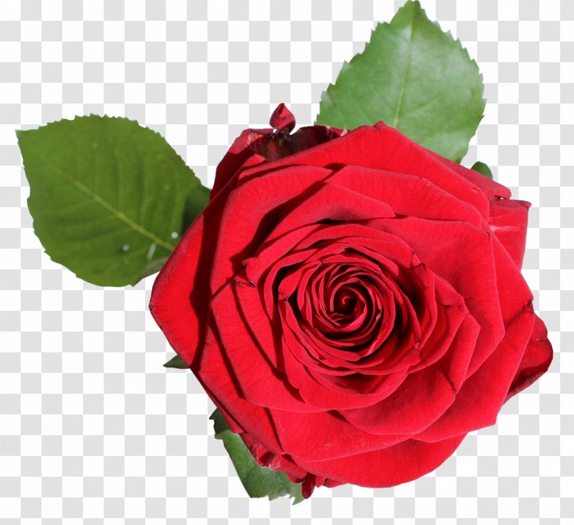 Garden Roses Cabbage Rose Floribunda Gift Blue - Rosa Centifolia Transparent PNG