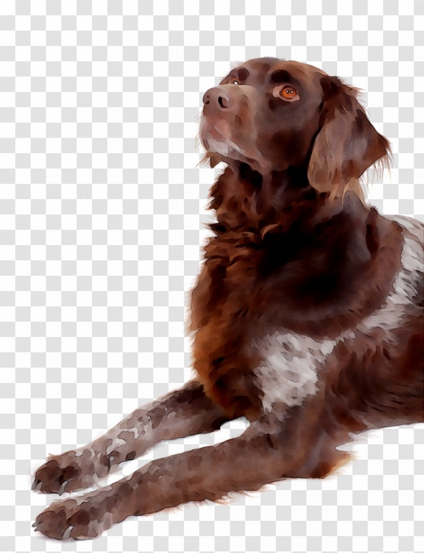 Boykin Spaniel German Shorthaired Pointer Longhaired Pet Hunting Dog - Animal Transparent PNG