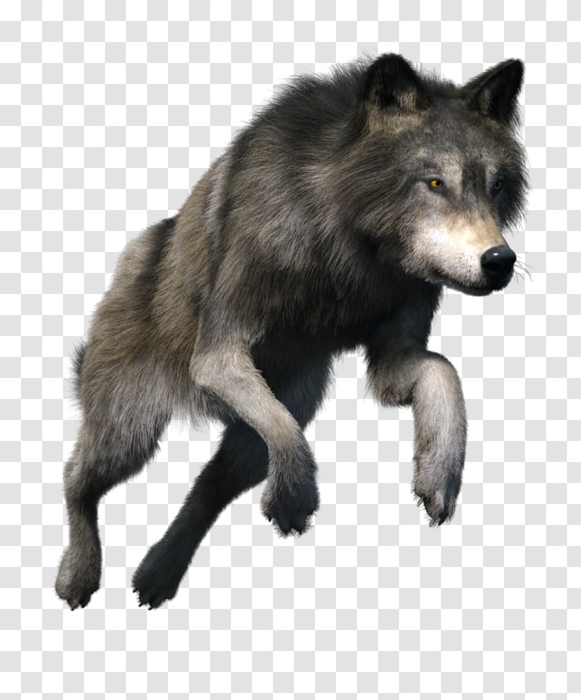 Alaskan Tundra Wolf Stock Photography Royalty-free - Fauna - Volf Transparent PNG