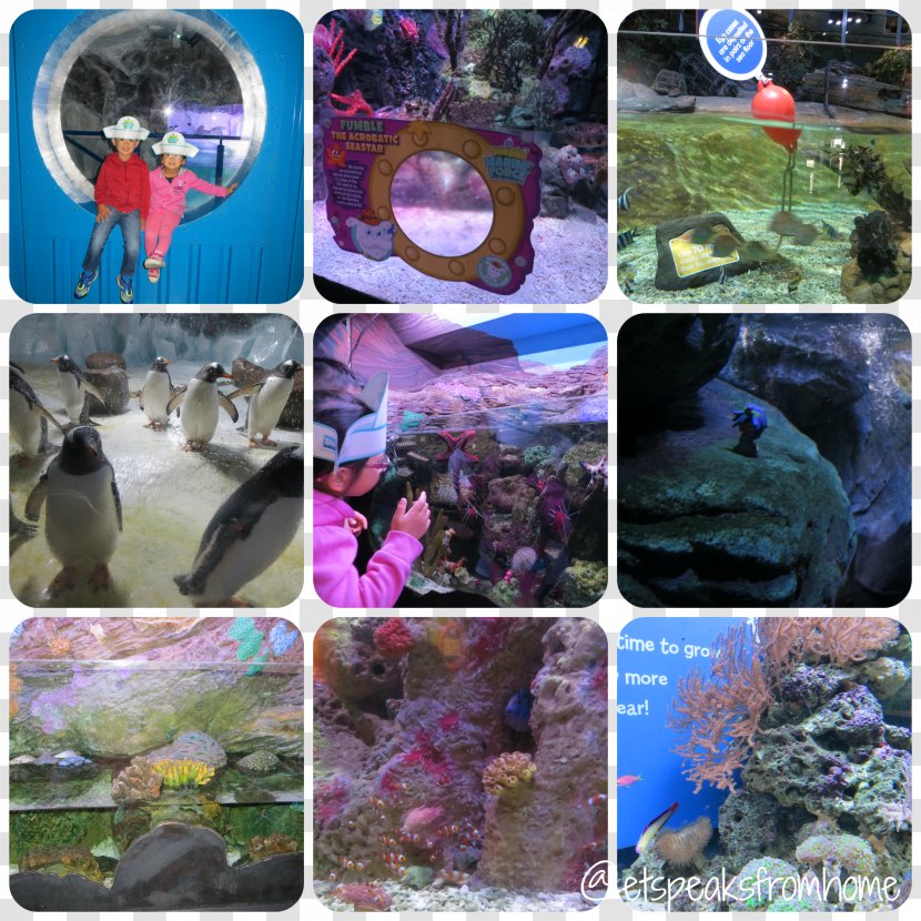 National Sea Life Centre Centres Coral Reef Fish Aquarium - Marine Biology Transparent PNG