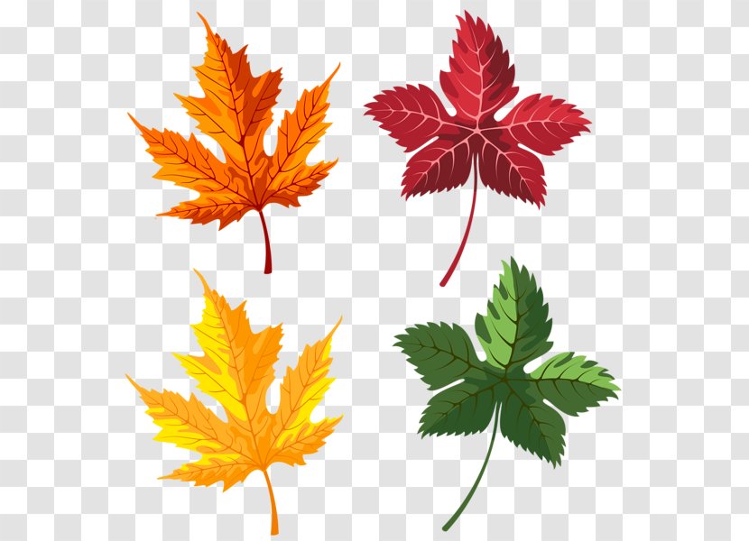 Maple Leaf Autumn Color Clip Art - Branch Transparent PNG