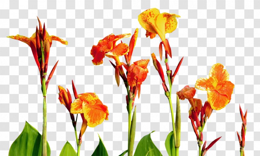 Flower Canna Euclidean Vector - Floristry - Cannabis Pictures Transparent PNG