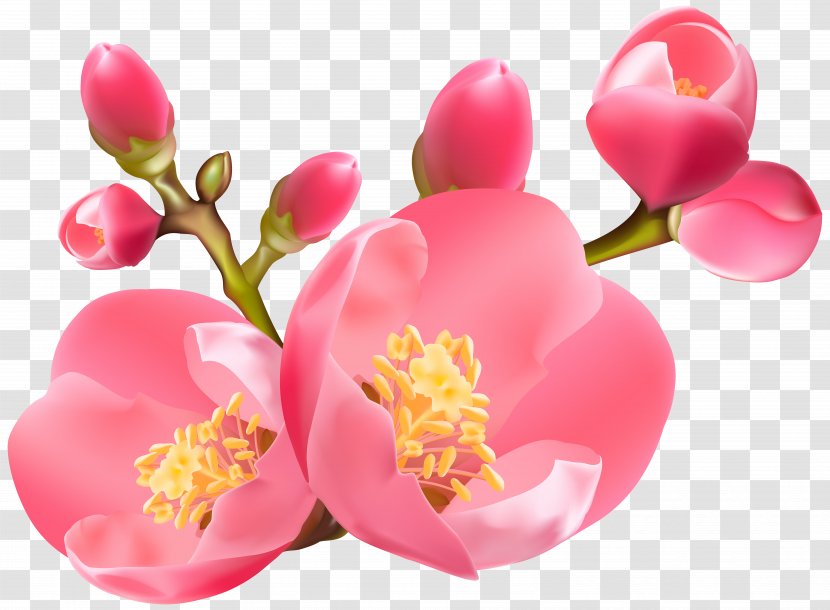 Diagram Clip Art - Plum Blossom - Spring Transparent PNG
