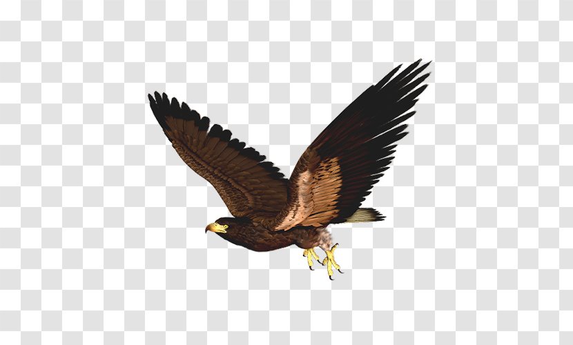 Bird Of Prey Hawk Clip Art - Harriss - Brown Eagle Transparent PNG