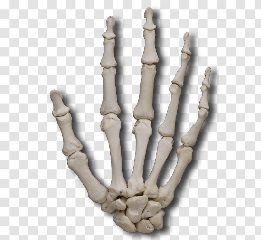 Finger Metacarpal Bones Phalanx Bone - Ulna - Hand Model Transparent PNG