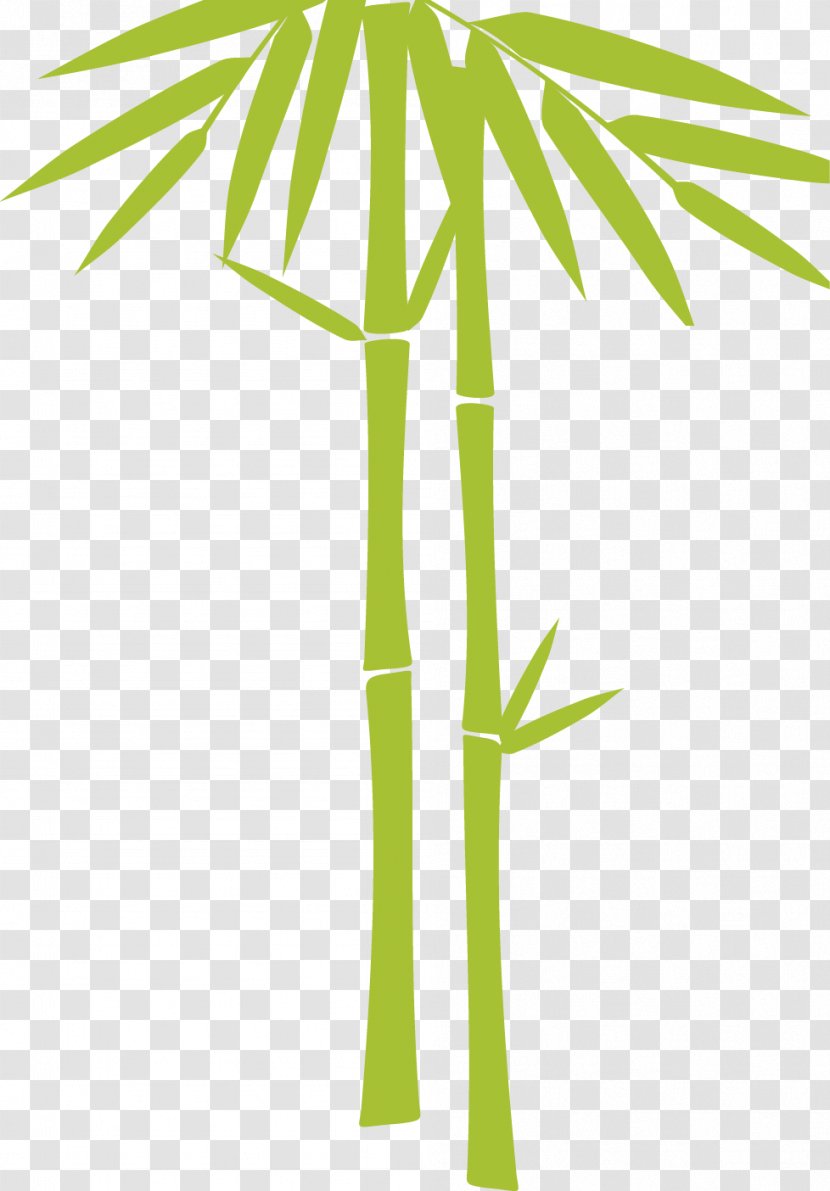 Bamboe Illustration - Plot - Bamboo Transparent PNG