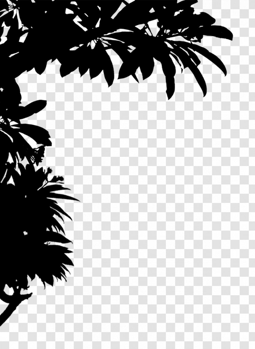 Asian Palmyra Palm Black & White - Plant Stem - M Trees Plants Leaf Transparent PNG