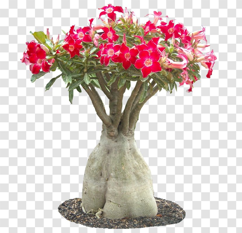 Adenium Obesum Frangipani Flower Podocarpus Macrophyllus Plant - Laceleaf - Cactus Transparent PNG