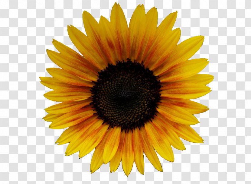 Common Sunflower Amazon.com Floristry Sunnywoods Florist - Close Up - Yellow Background Transparent PNG