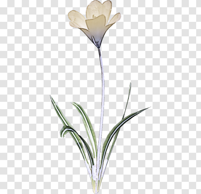 Cut Flowers Plant Stem Petal Flower Flowerpot Transparent PNG