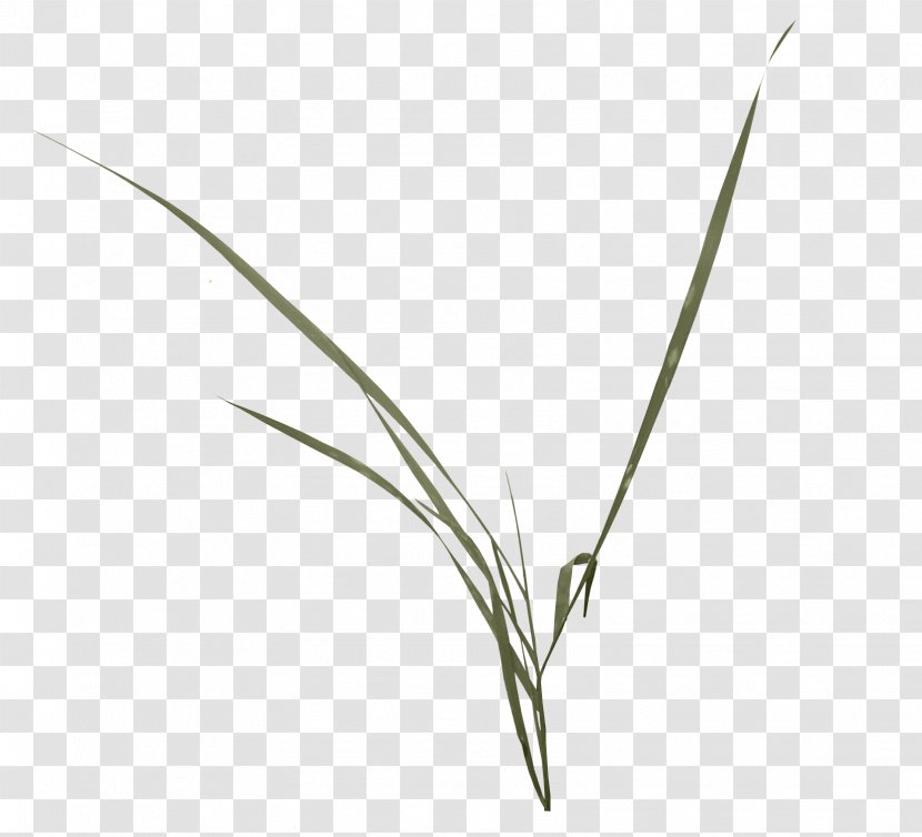 Leaf Angle Pattern - Grass Transparent PNG
