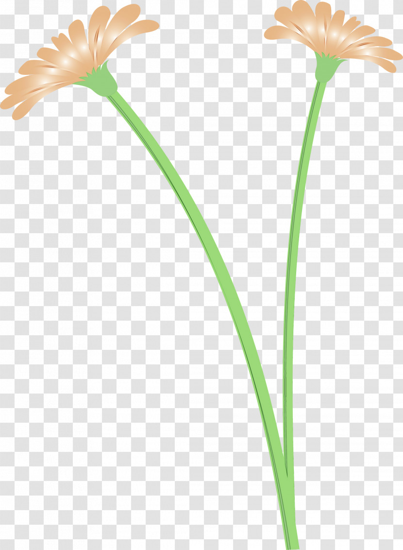 Flower Plant Stem Petal Flora Plants Transparent PNG