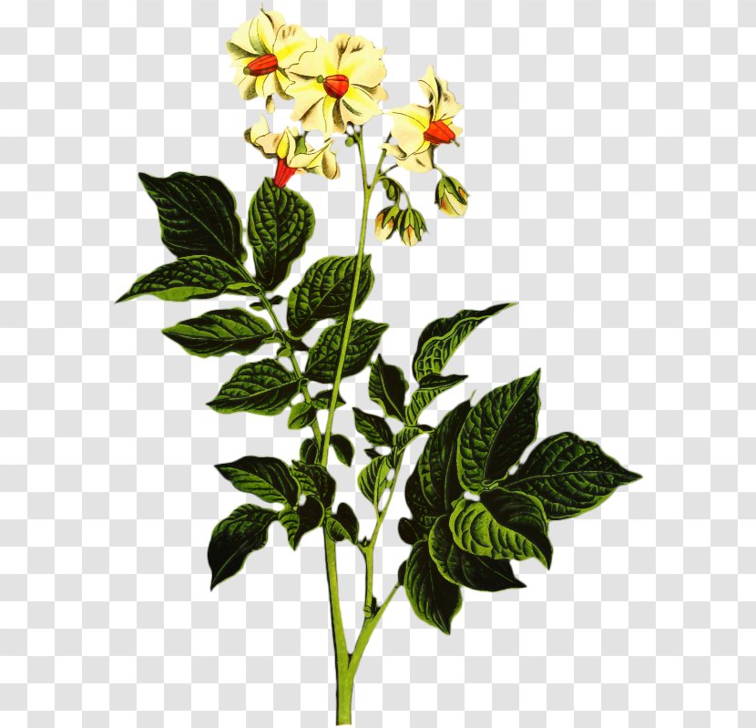 Rose Family Herbaceous Plant Stem - Petal - Flower Transparent PNG