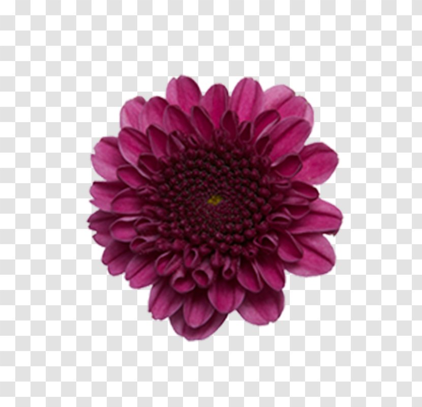 Transvaal Daisy Chrysanthemum ×grandiflorum Cut Flowers Plant Stem - Purple - Flower Transparent PNG