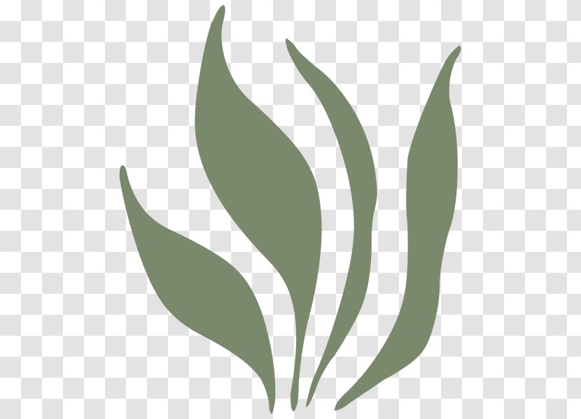 Leaf - Green - Grass Transparent PNG