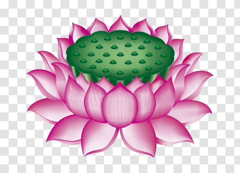 Nelumbo Nucifera U611bu84eeu8aaa - Flowering Plant - Lotus Throne Transparent PNG