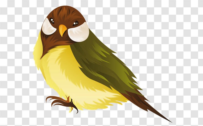 Autumn Clip Art - Perico - Parrot Illustration Transparent PNG