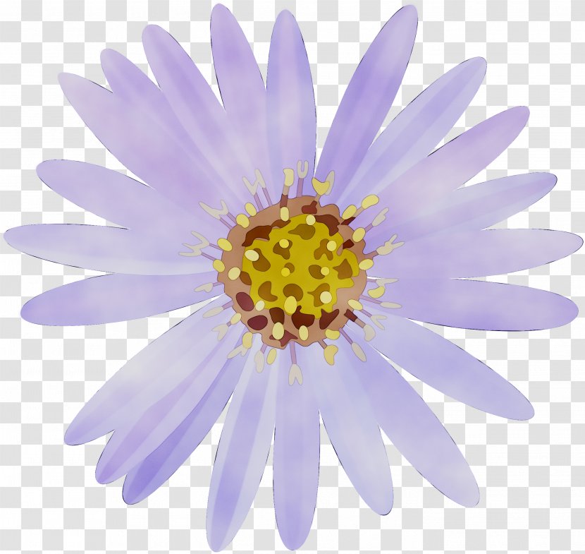 Vector Graphics Stock Illustration Image Photography - Alpine Aster - Water Lily Transparent PNG