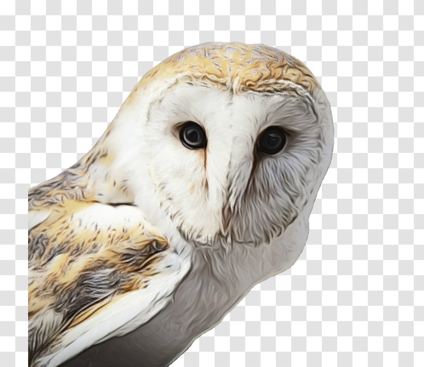 Tawny Owl Bird Snowy Little - Wood Owls Transparent PNG