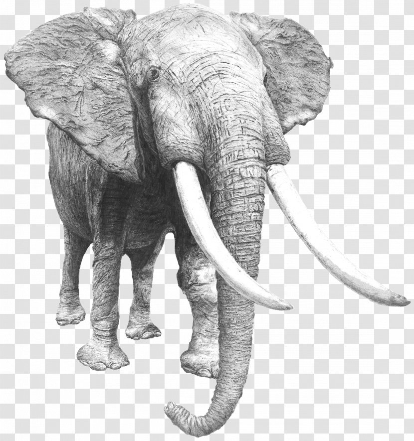 Art Director Paris Design Indian Elephant - Drawing Transparent PNG