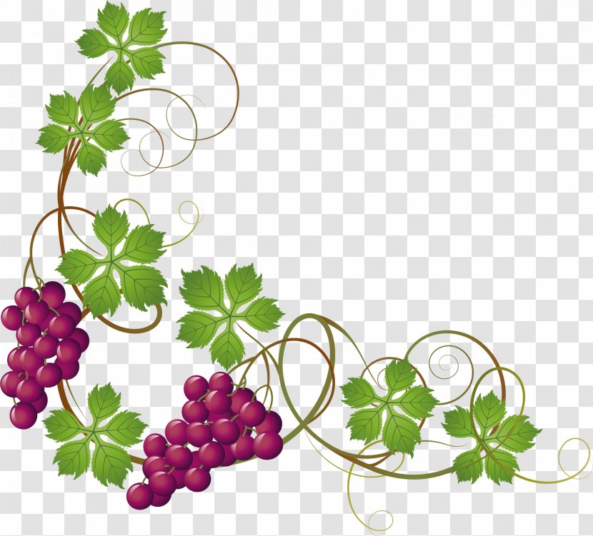 Common Grape Vine Leaves Clip Art - Petal - Hand Painted Purple Grapes Transparent PNG