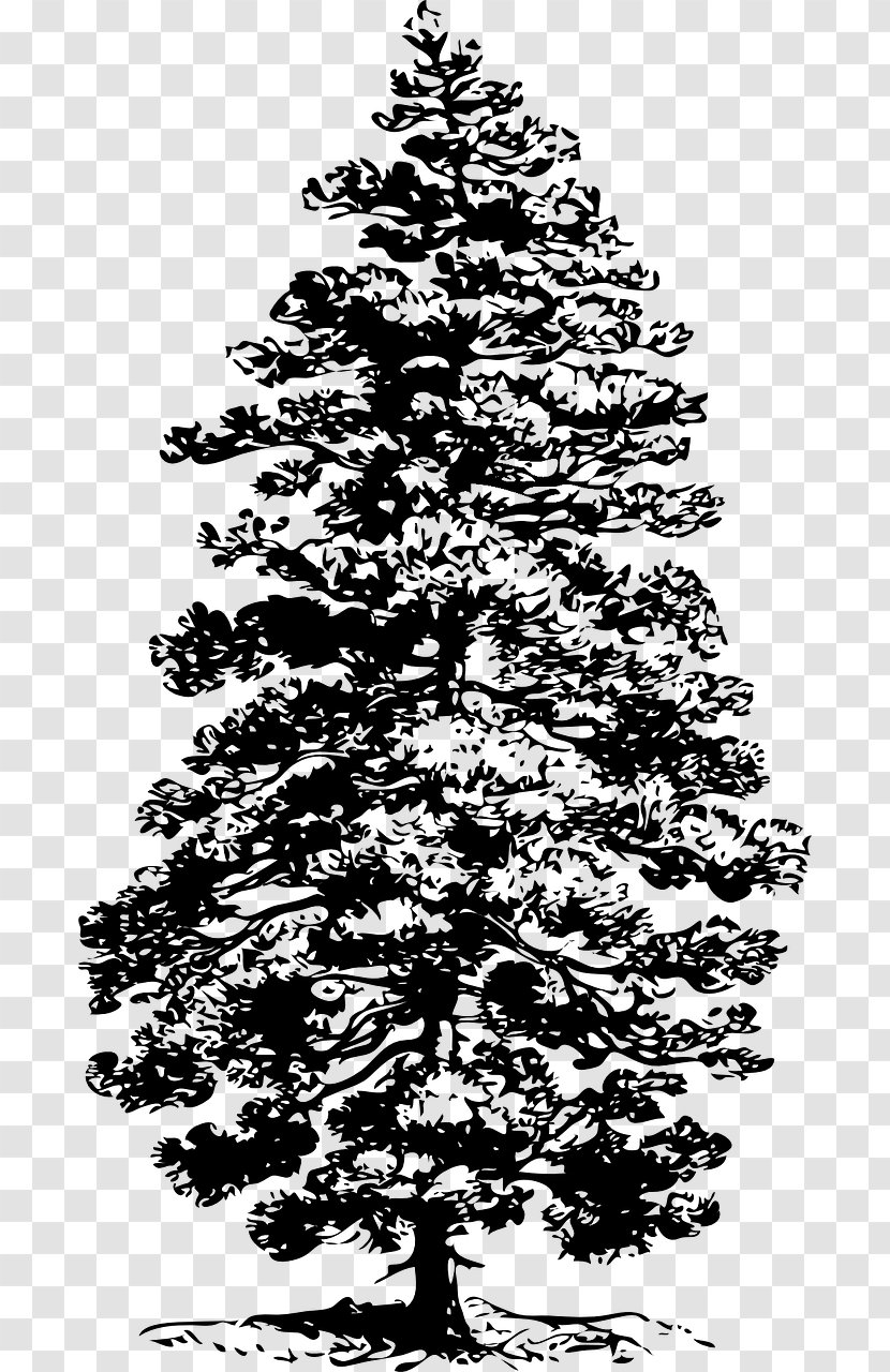 Eastern White Pine Tree Fir Clip Art - Family - Coniferous Vector Transparent PNG