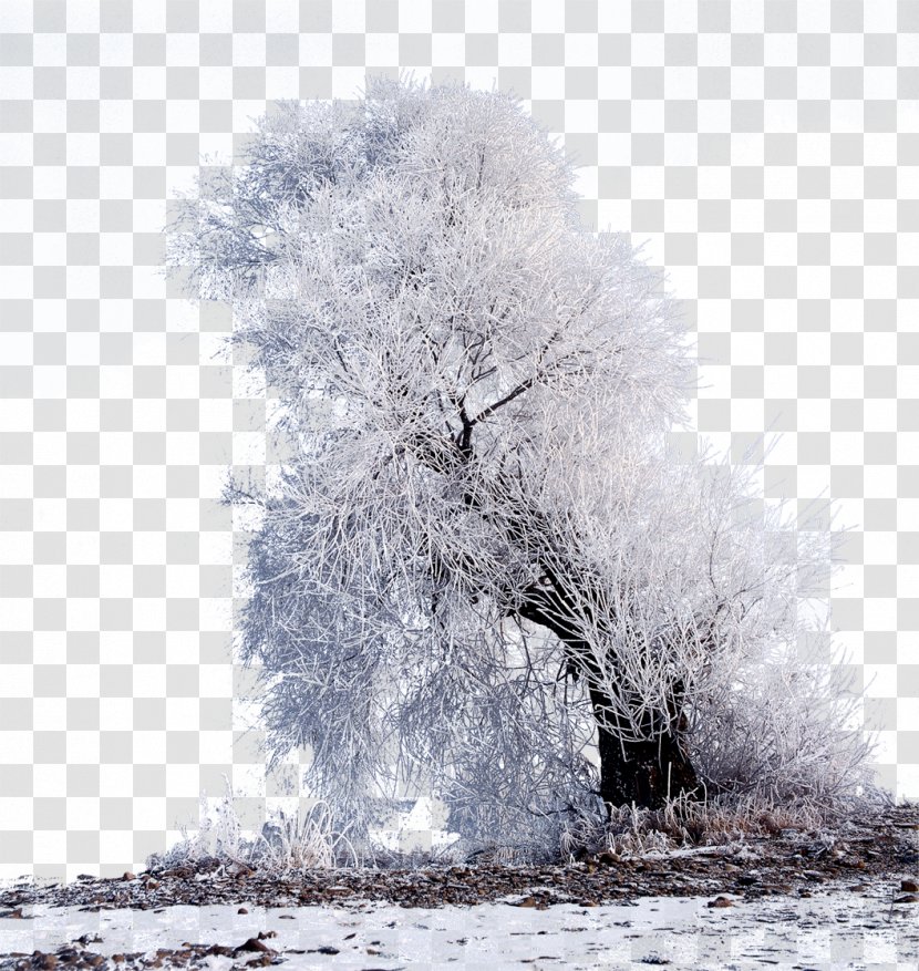 Winter Flickr Tourism - Snow - Decorative Panels Branches Transparent PNG