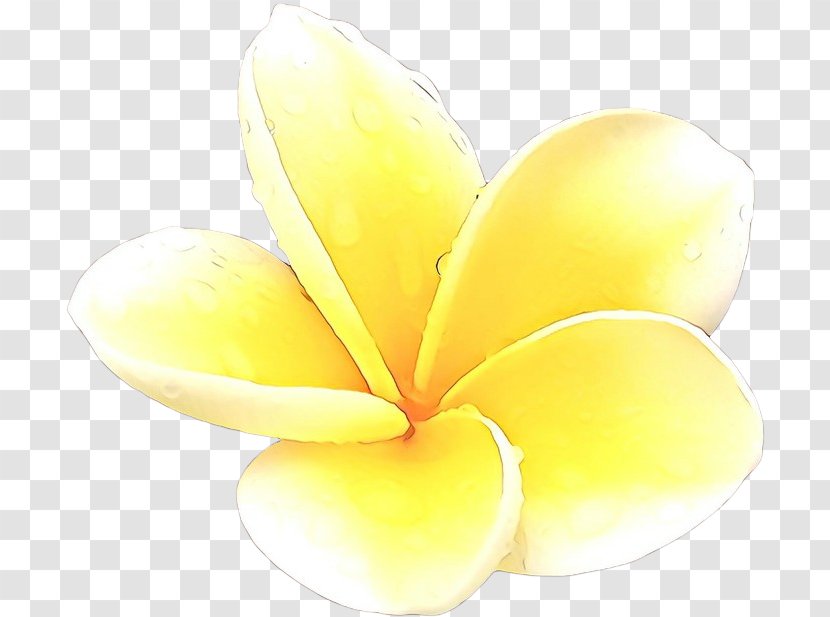 Frangipani Yellow Petal Flower Plant Transparent PNG