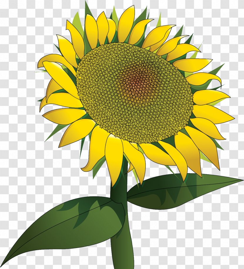 Sunflower Japan Design Birthday 0 - Perennial Plant Transparent PNG
