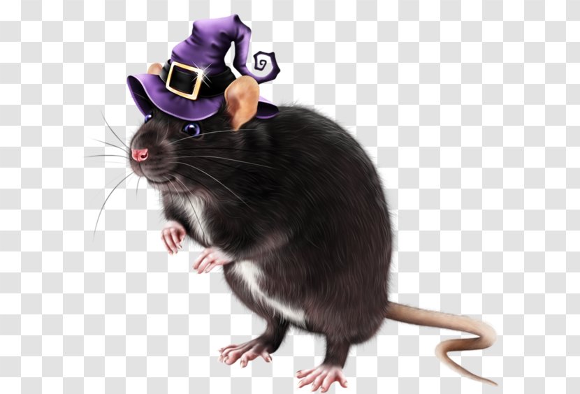 Rat Dormouse Gerbil Whiskers Transparent PNG