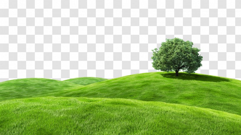 Desktop Wallpaper Bliss Grassland Landscape Advertising - Meadow - Tam Transparent PNG